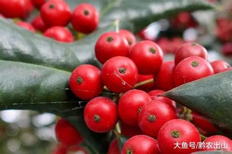 鳥不喜歡的植物|農村植物，鳥見到就飛走，人稱鳥不宿